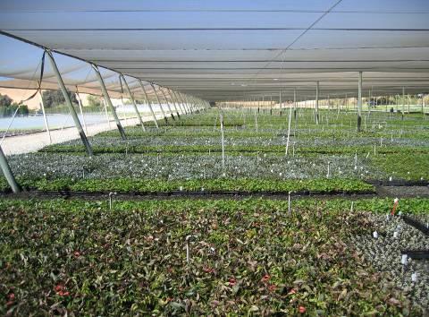 Site Specific BMP Nursery production bed layout, such as mixing or alternating of HAP and non-hap plant material in production beds, can help eliminate large contiguous monocultures of plants that
