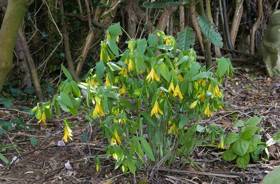 Uvularia grandiflora grows happily in shade this is part of the plant I