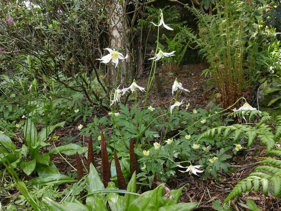 The Erythronium flowering season is almost over.