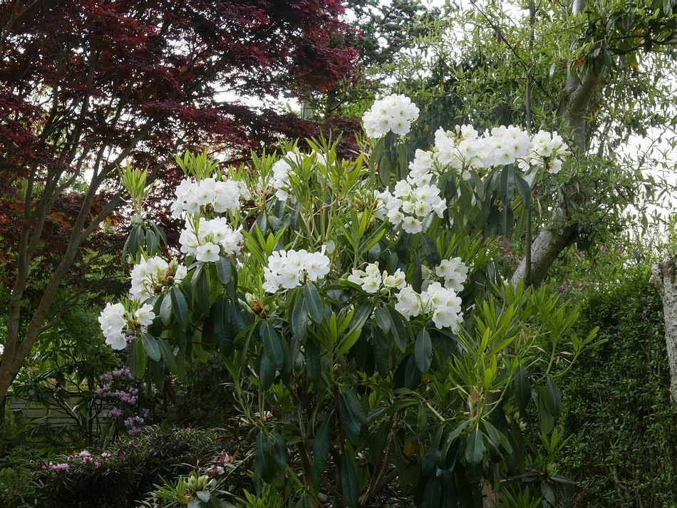Sometimes we have to wait a long time after sowing seed before we see the first flower and the large white flowered Rhododendron seen right of centre in this