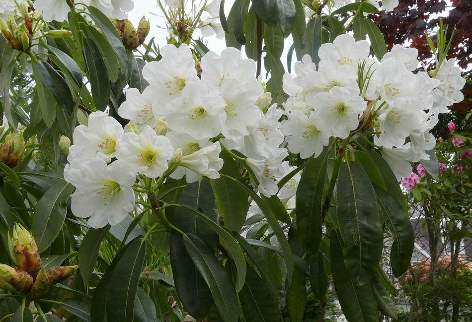 It is difficult putting names to Rhododendrons raised from