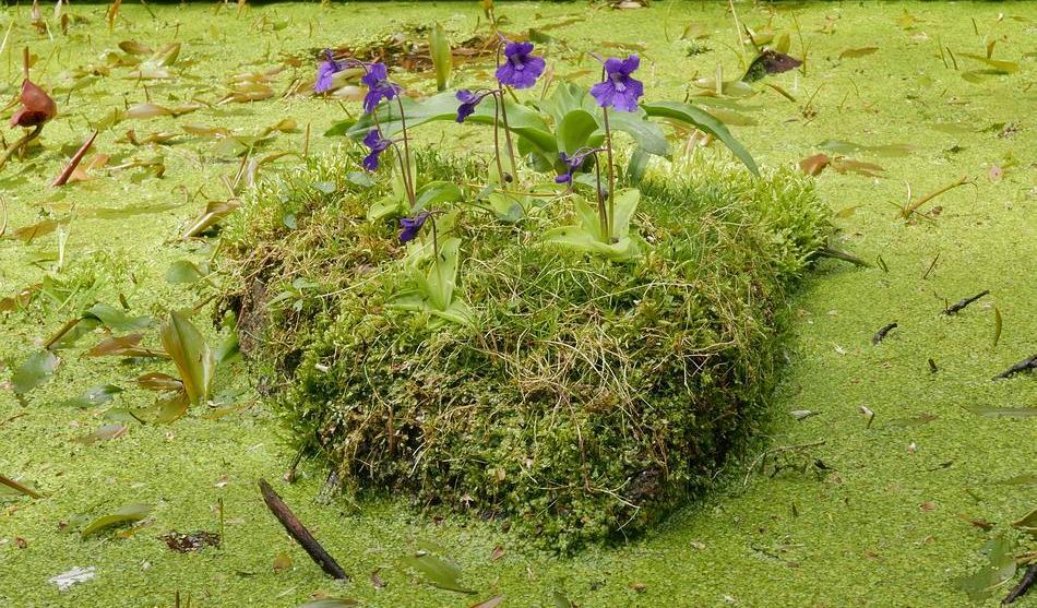 I started the Pinguicula island some years ago when the moss started to grow on this rock and now they