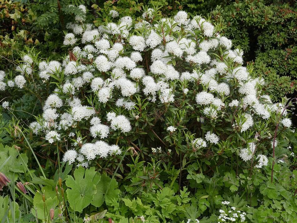 Rhododendron yakushimanum is coming