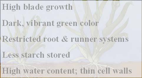 Less starch stored High water content;