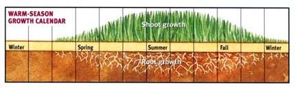1. Select pounds of fertilizer per 1,000 ft 2 of lawn - Example: Bag of 16-4-8; divide 100 by 16 (% N) 100 / 16 = 6.25 lbs of N per 1000 ft 2 2.