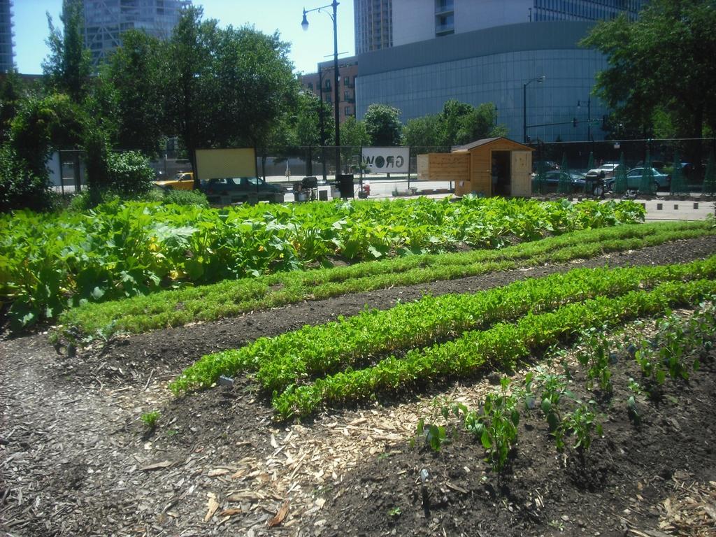 Reimagining Urban Nature: Farms in the City Growing Power's