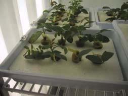 Fig. 3 Bioassay in growth chamber. Number of cut flowers 3.5 3.0 2.5 2.0 1.5 1.0 0.5 0.