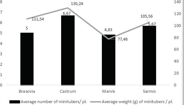 Researching the influence culture substrate used over weight of the minitubers/ plant (Table 9) shows that by using perlite, minitubers with superior weight values are obtained, compared to clay,