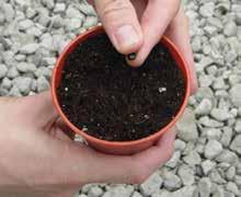 RAISING SEEDS AND CUTTINGS IF YOU ARE GROWING FROM SEED OR CUTTINGS THIS INFORMATION WILL BE HANDY!