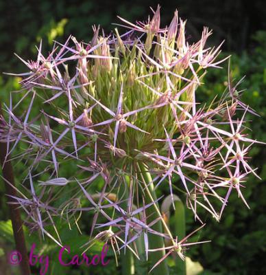 Dense umbels of lilac-pink star-shaped flowers with