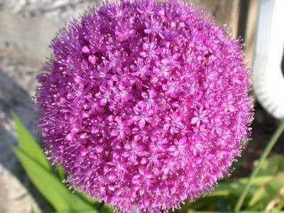 Cultivars: 'Lucy Ball' 2-3" flower heads.