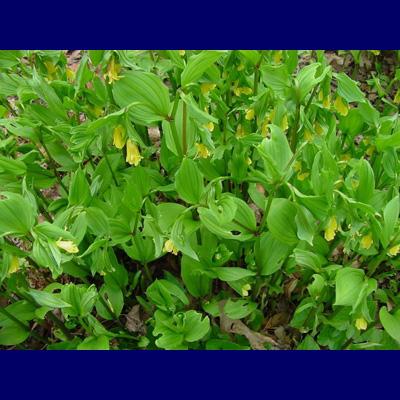 Page 2/5 Disporum species Fairy Bells Colchicaceae Eastern NA / Japan 1-3' tall Bell