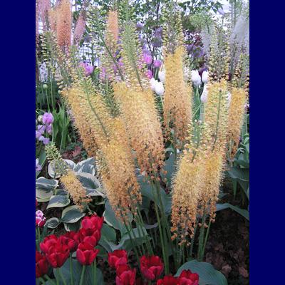 Xanthorrhoeaceae Western and Central Asia To 8' Early summer blooming, spike like racemes