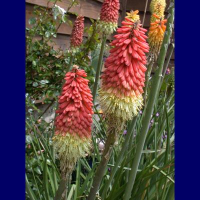 To 24 Spires of red, yellow, green, pink, blooming in early to mid summer. Top tends to red-orange, bottom yellow to chartreuse.