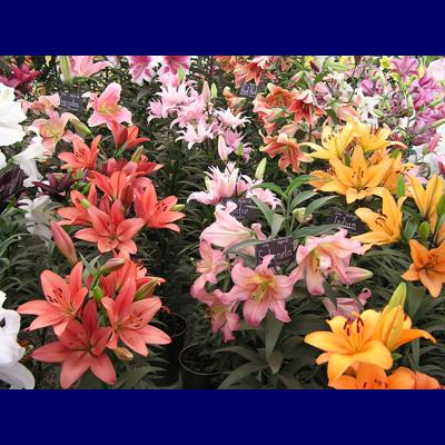 Page 4/5 Lily Lilium species Liliaceae Europe, Asia, North America 1 1/2 to 10' tall Showy, bowl-shaped, recurved, trumpet-shaped or funnel shaped.