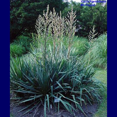 Yucca filamentosa L-Scape: Cultivars: Powered by TCPDF (www.tcpdf.