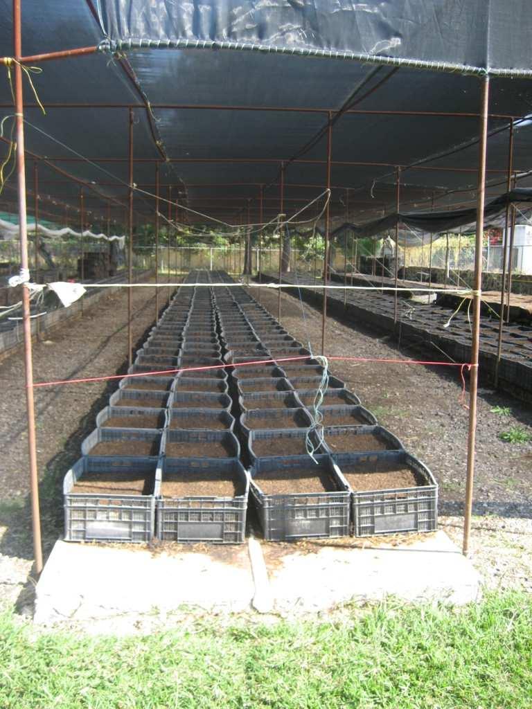 PRODUCTION PHASE WHERE THE WORMS CHANGE MANURE INTO COMPOST OR HUMUS Q. What do the beds look like? A.