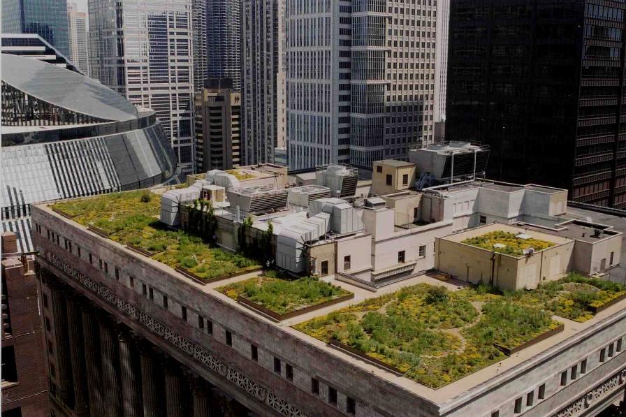 Green Roofs Chicago City Hall 20,300 sf intensive green roof with 20,000 plants of more than 100 native species