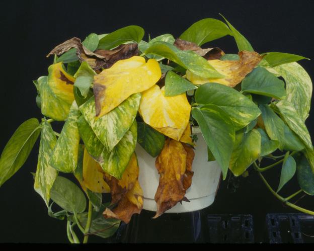 Infection usually starts in the roots, eventually spreading to leaves and throughout the whole plant. Phytophthora root rot causes pothos leaves to turn dark brown to black (Figure 2).