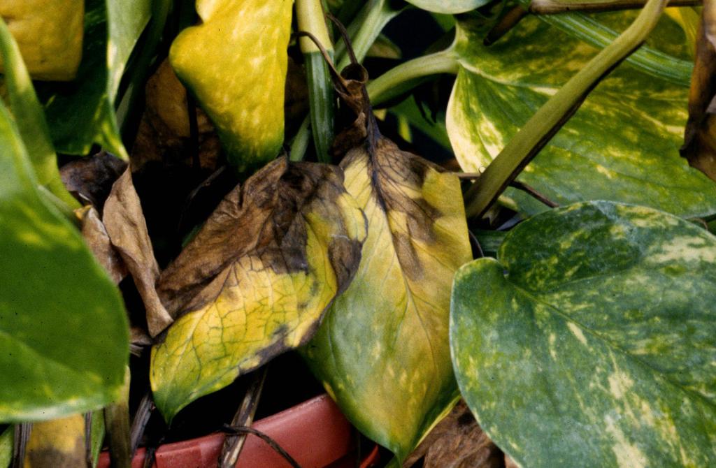 FUNGICIDE OR CHEMICAL APPLICATION DAMAGE Pothos foliage is sensitive to certain chemical sprays. stage.