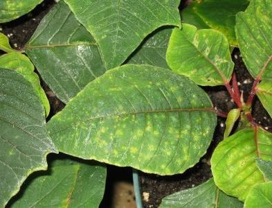 Abiotic Causes of Foliar