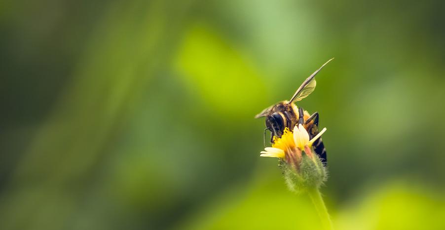 panom/thinkstock Reports show that biodiversity has declined by more than a quarter in the last 35 years Scientists in western Germany found that between 1989 and 2013 the total mass of insects fell