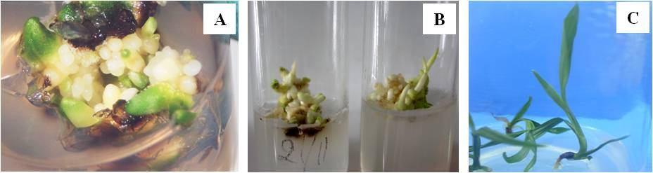 Fig. 2. Effect of concentrations of sorbitol on germination percentage of SE and SSE. Fig. 3. Development of SSEs from cultured HE on PGR-free MS supplemented with 0.