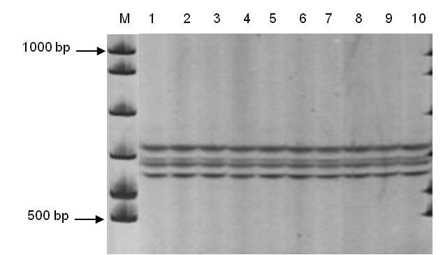 Journal of Agricultural Technology 2012, Vol. 8(2): 585-595 That primer gave the specific three bands of DNA ranging from 650 to 750 bps with the same pattern among ten stands of vitro-seedlings (Fig.