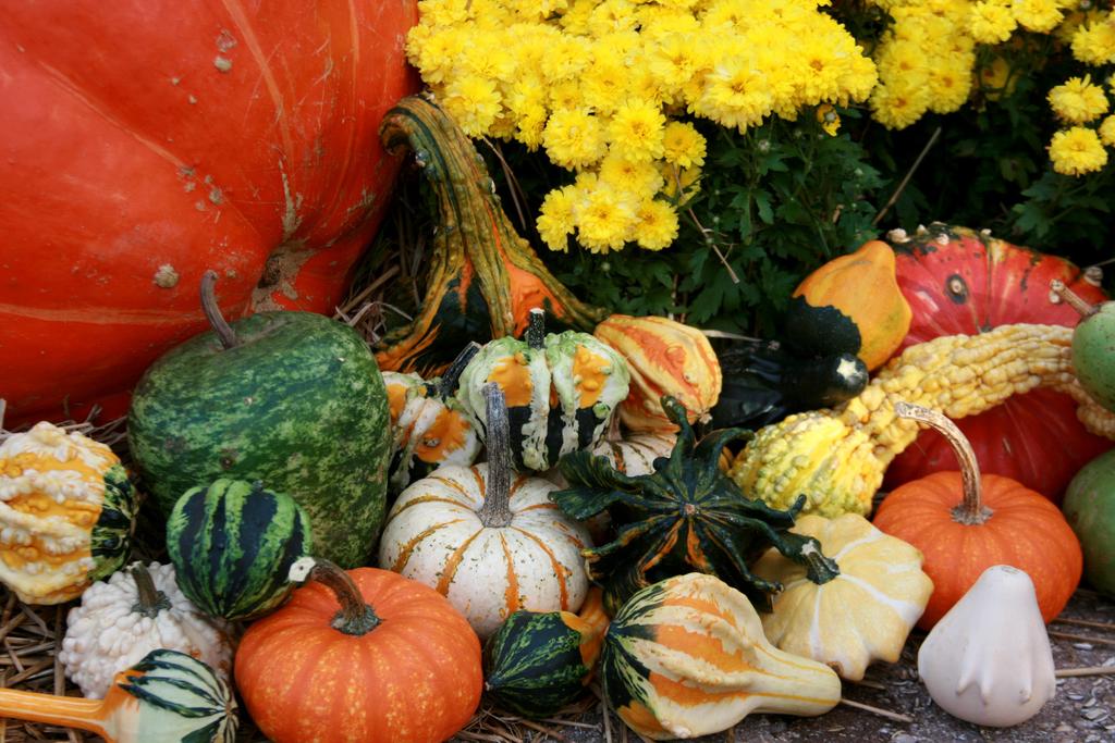 OCTOBER FREE TALK October 21, 2:00 pm ORCHID CLINIC October 28, October 29, Easy Wreath Making and Porch Pot Basics: Decorating in a Day w/ Carol Allen, Horticulturist, Teacher, ISA certified