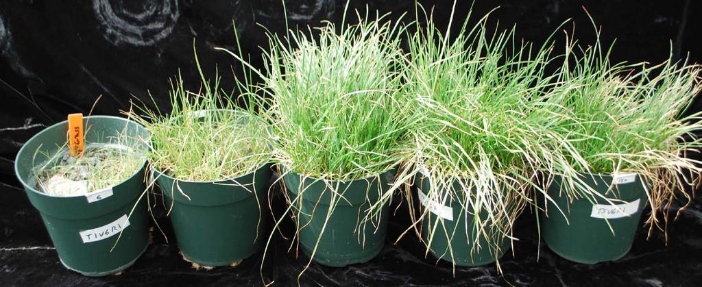 Perennial Ryegrass 47 Days from Seeding
