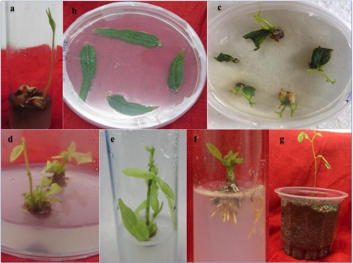 Fig.1 In vitro shoot bud induction and plant regeneration of ICPL 87 variety of pigeon pea. a) Three day old germinated seedlings of ICPL 87 pigeon pea variety on MS media.
