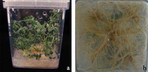 Figure 3. Rooting of regenerated shoots from A. schizopterus and acclimatization. (a) Development of rooting formation on medium supplemented with 0.