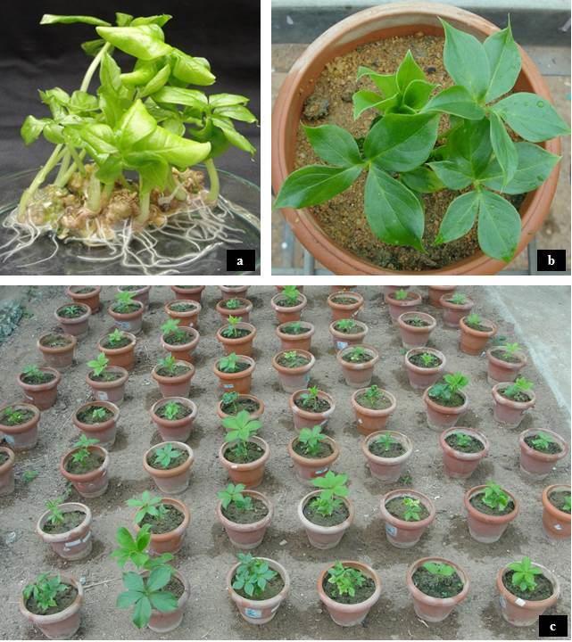 survival rate of 100% was observed when the plants were transferred to sand: soil: coir pith mixture (Fig. 4.3 b).