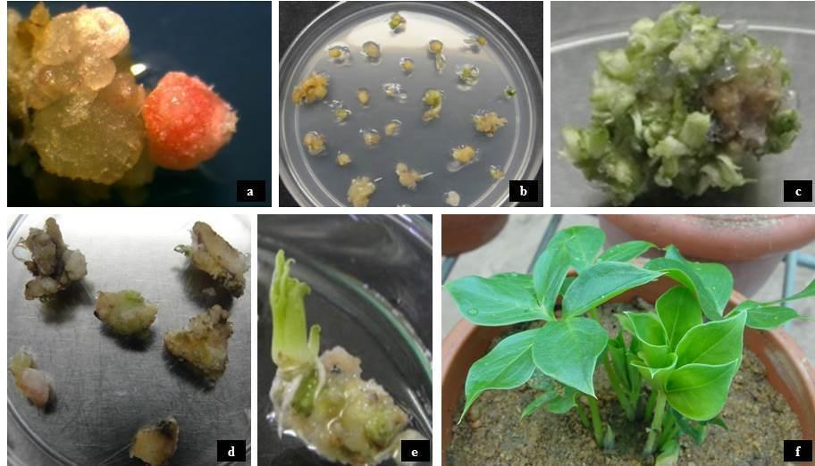 Fig. 4.4: Microcorms of A. paeoniifolius a. Microcorm, b. Subculture of microcorms, c. shoots arising all over the surface, d.