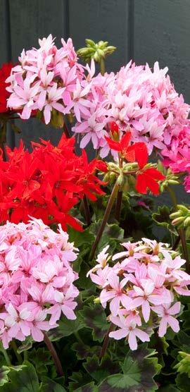 F1 Geranium has outstanding heat tolerance and long flowering in