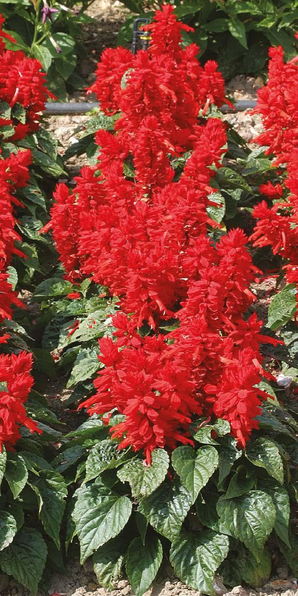 Mojave Improved Salvia splendens Floranova are long established market leaders in Red salvia and for 2016 we reinforce our assortment with two new varieties.