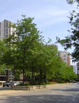 Image NN-7: The recent LaSalle Streetscape project and its planted medians (shown above) should be emulated on Division.