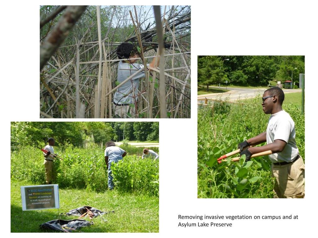 The top left photo shows Rico Hernandez removing glossy buckthorn, an invasive, from Asylum Lake.