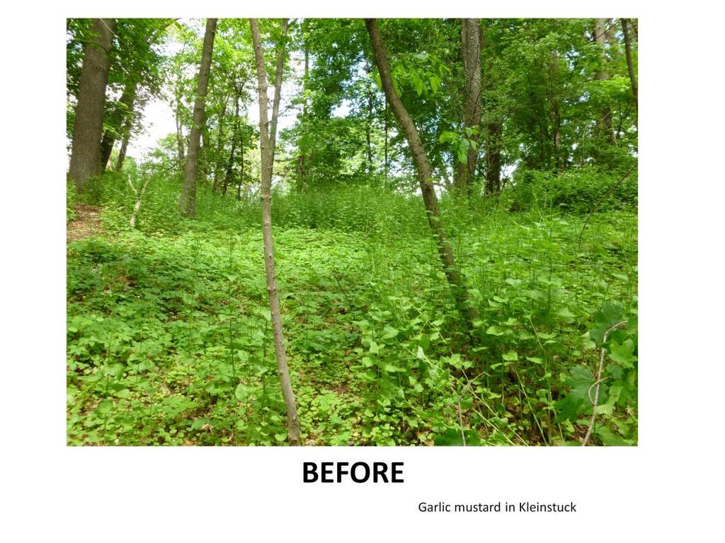This was an area in Kleinstuck Preserve in which invasive species garlic mustard had crowded out all other