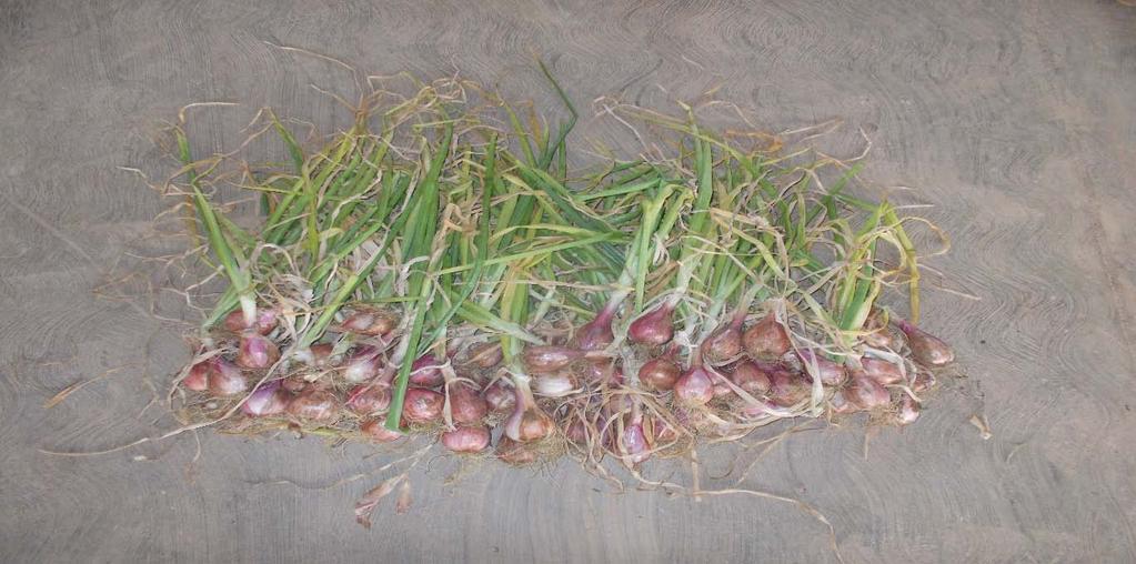 Results and calculation: Details of onion: Harvested on -13 th April 2014 Harvested place: Honnavara, Uttara Kannada Dist.