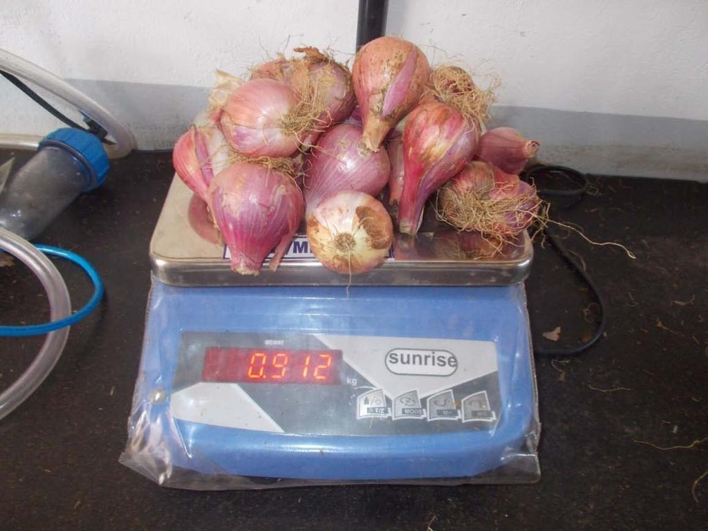 Figure 4 Onion dried using solar drier (trial 1) Trial 2: Date of drying: 16 th April 2014, 10 am Date of readings taken: 17 th April 2014, 12.