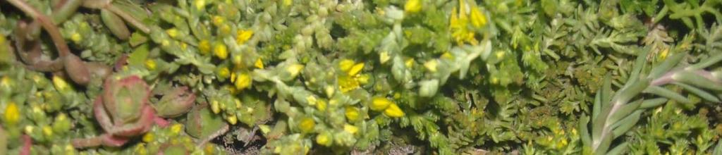 The plant material is largely comprised of sedum.