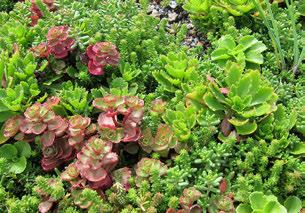 Plants are subject to extreme temperatures, wind and extended droughts. It is crucial to choose particularly hardy species for extensive green roofs.