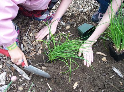 School gardening promotes higher quality learning In a project that involved integrating nutrition and gardening among children in grades one through four, the outcomes