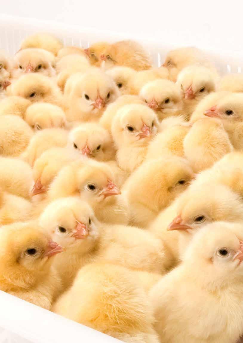 The Effects of a HVAC System on a Hatchery A well designed ventilation / cooling system can make a difference of 2% Hatch and more (depending on seasonal variations) Quality chicks on a