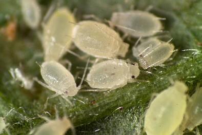 Small raspberry aphid http://www.