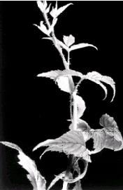 Raspberry streak virus Caused by tobacco streak virus Affects black raspberry Symptoms purple streaks on lower canes Leaves