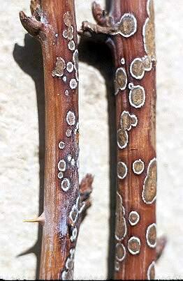Cane disease - Anthracnose Fungus Elsinoe veneta Results in cane dieback, loss of fruit production Particularly severe on