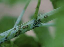 Anthracnose http://www.extension.umn.