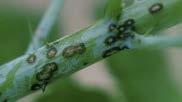 Anthracnose Fungus survives winter in lesions on the canes Spores germinate and